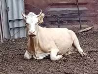 گاو ماده, Latvian Blue cattle — عکس 6