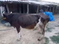 गाय, Russian Black pied cattle — फ़ोटो 1