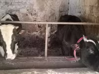 گاو نر, Russian Black pied cattle — عکس 6