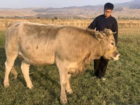 گاو ماده, Swiss cattle — عکس 5