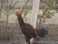 Chickens — عکس 3