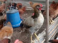 Chickens — الصورة 3