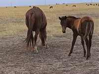 Klisna, Horse breed — foto 2