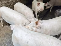 Babi betina, Макстер — foto 4