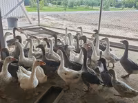 Geese — รูปภาพ 1