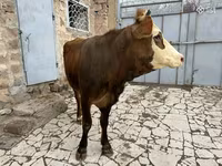 암소, Simmental cattle — 사진 7