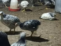 Chickens — ფოტო 3