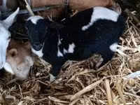 ვერძი, Dorper sheep — ფოტო 5