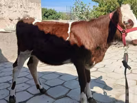 Bik, Simmental cattle — fotografija 1