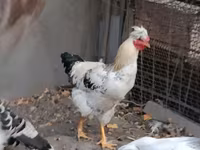 Chickens — 사진 3