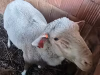 Berbec, Merino sheep — foto 1