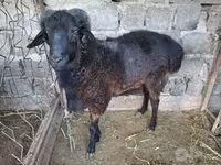 قوچ, گوسفند — عکس 2