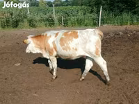 Ko, Simmental cattle — foto 6