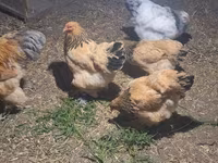 Brahma — foto 2