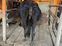 İnek, Latvian Blue cattle — foto 6