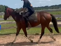雄馬, Thoroughbred horse — 写真 2