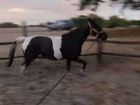 კვიცი, Appaloosa — ფოტო 5