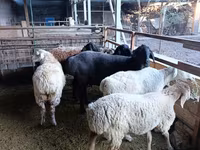 میش, Rhon sheep — عکس 6