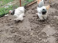 Brahma — foto 5