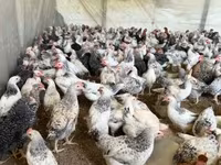 Chickens — รูปภาพ 8