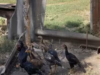 Chickens — ảnh 4