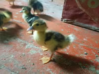 Ducks — عکس 5