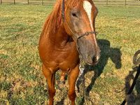 公马, Quarter Horse — 照片 3
