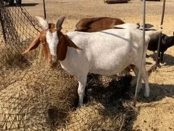 Goat, Boer goat — Hungary