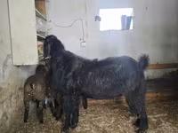 Kozel, Damask goat — foto 2