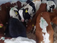 Bik, Simmental cattle — fotografija 3