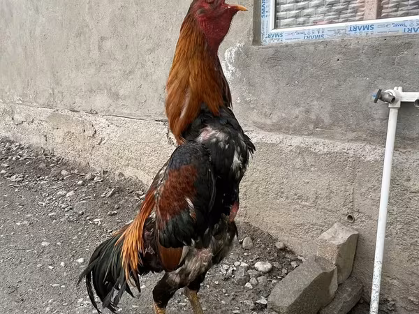 Shamo chickens — Kyrgyzstan