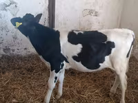 गाय, Russian Black pied cattle — फ़ोटो 4
