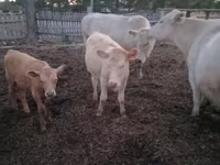 Skot (série, pohlaví neuvedeno), Swiss cattle — foto 2