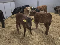 Kuh, Simmental cattle — Foto 1