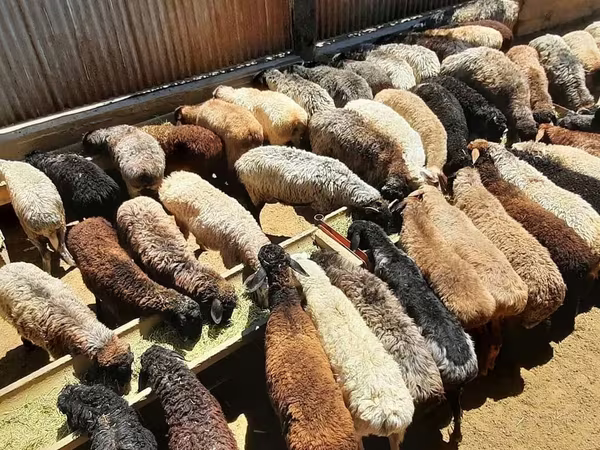 قوچ, گوسفند