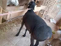公羊, Sheep — 照片 6