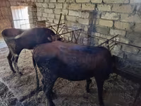 گاو و گوساله (گروه، جنسیت مشخص نشده), گاو — عکس 5