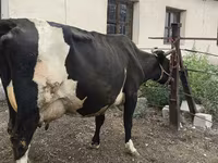 Krava, Russian Black pied cattle — fotografija 3