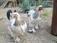 Brahma — photo 6