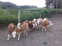 Bik, Simmental cattle — fotografija 2