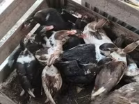 Ducks — foto 2