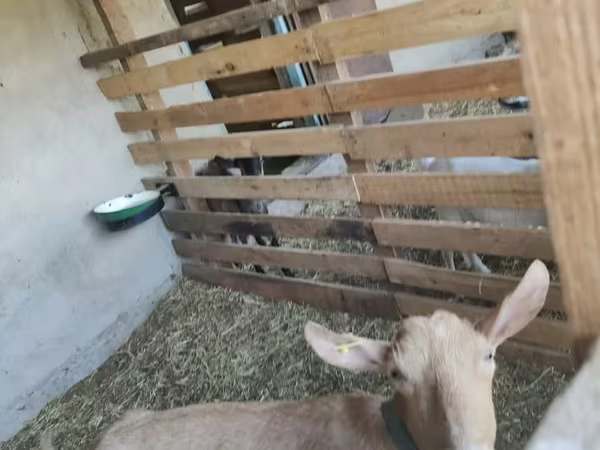 பெண் வெள்ளாடு, Saanen goat