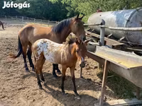 Асп, Appaloosa — акс 7