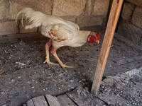 Chickens — عکس 6