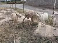 بز نر, Saanen goat — عکس 4