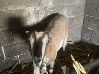 Cabra, Nubian Goat — foto 3
