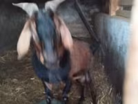 Mbuzi dume, Nubian Goat — picha 8