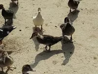 Turkeys — foto 2