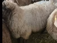 میش, گوسفند — عکس 1