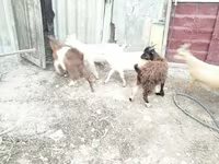 بز ماده, بز — عکس 2